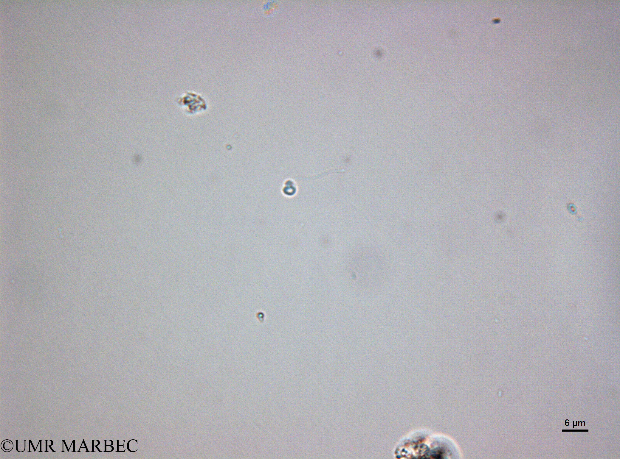 phyto/Bizerte/bizerte_lagoon/RISCO February 2015/Nanoflagellé 16 (ancien Lagune_T5_CW1_Flag_inf10160203_003_ovl-13).tif(copy).jpg